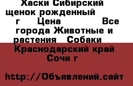 Хаски Сибирский (щенок рожденный 20.03.2017г.) › Цена ­ 25 000 - Все города Животные и растения » Собаки   . Краснодарский край,Сочи г.